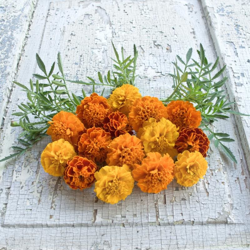 petite marigold seeds Petite Mix Marigold