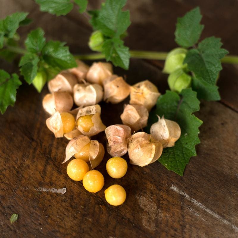 plant pineapple seeds Pineapple Ground Cherry (Heirloom 75 Days) – Pinetree Garden Seeds