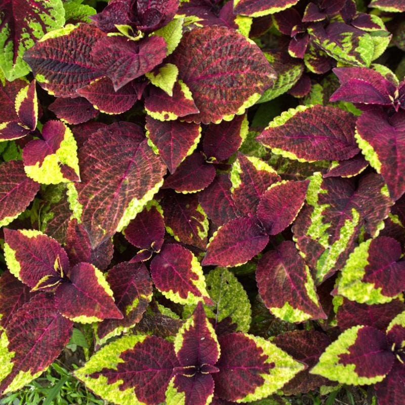 pineapple plants for sale Pineapple Surprise Premium Sun Coleus – Pinetree Garden Seeds