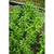 Pinetree Basil Mix - Herbs