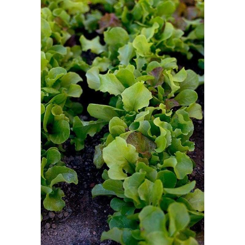 Pinetree Lettuce Mix - 1/2 ounce Packet - Vegetables