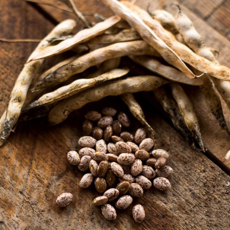 garden beans seeds Pinto Bush Dried Bean (100 days)