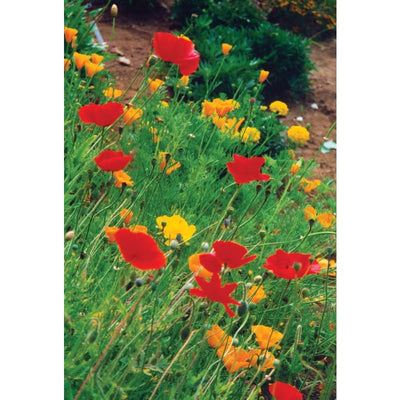 Poppy - California - Flowers