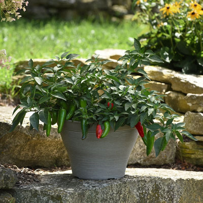Pot-a-Peno Pepper (F1 Hybrid 45-60 Days) - Vegetables