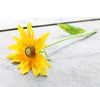 Rudbeckia - Prairie Sun - Flowers