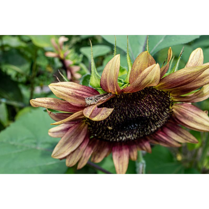 Pro Cut Plum Sunflower - Flowers