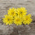 Profusion Double Yellow Zinnia - Flowers