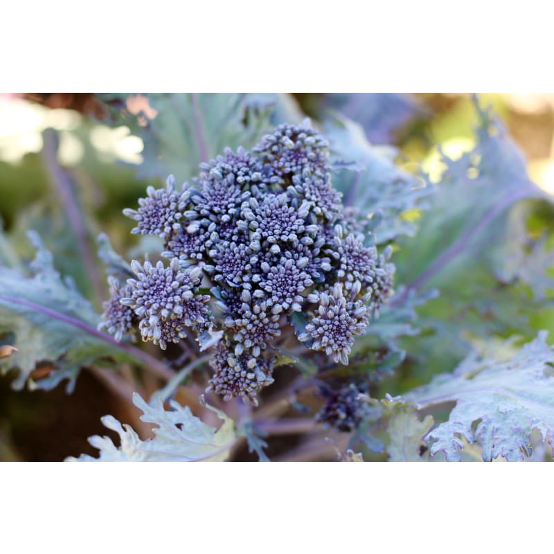 Purple Peacock Broccoli (Organic 70 Days) - Vegetables