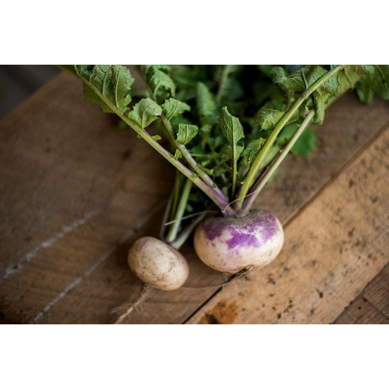 Purple Top White Globe Turnip (Heirloom 58 Days) - Vegetables