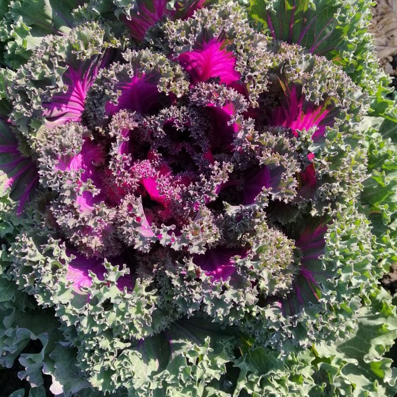 garden crush seeds Rainbow Candy Crush Kale (45-50 Days) – Pinetree Garden Seeds