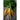 Rainbow Carrot (F1 Hybrid 57 Days) - Vegetables