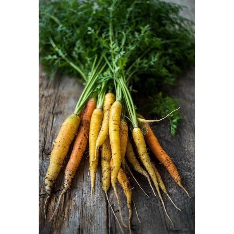 Rainbow Carrot (F1 Hybrid 57 Days) - Vegetables