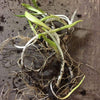 RAMPS WILD LEEKS (10 Plants) ***SOLD OUT*** - Spring