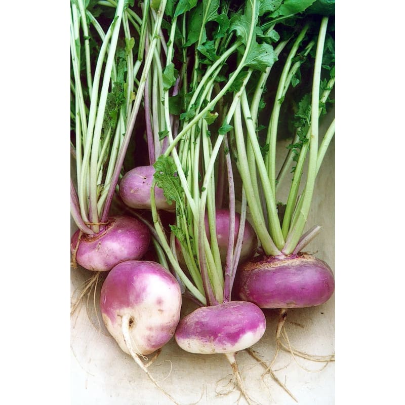 Rapa Di Milano Coletto Turnip (Heirloom 57 Days) - Vegetables