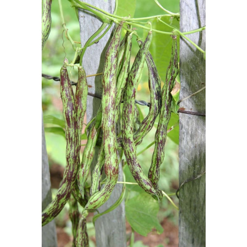 Rattlesnake Pole Bean (Heirloom 65 Days) - Vegetables