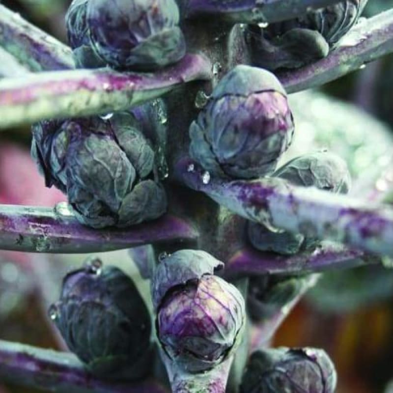 plant brussel sprouts seeds Red Bull Brussels Sprouts (120 Days) – Pinetree Garden Seeds