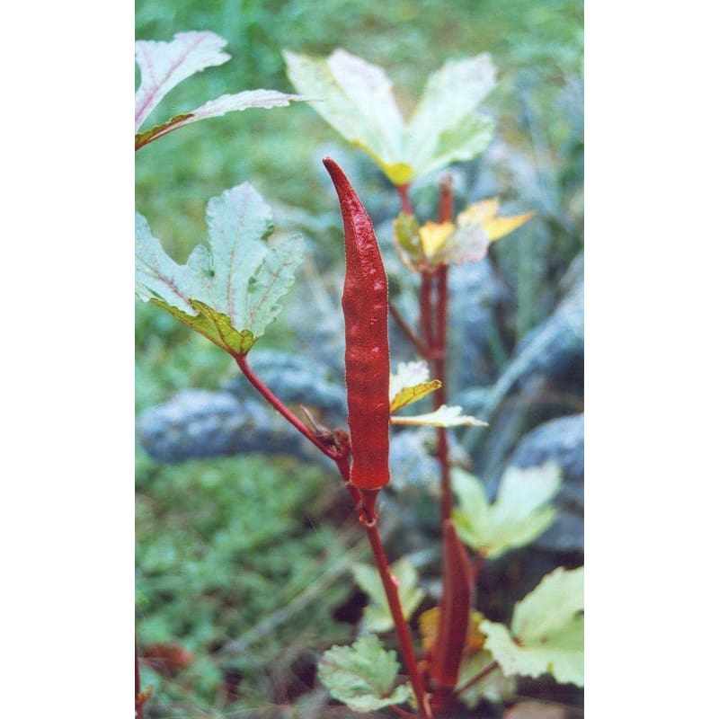 Red Burgundy Okra (55 Days) - Vegetables