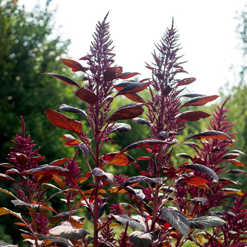 red amaranth seeds for planting Red Garnet Amaranth (55 Days)