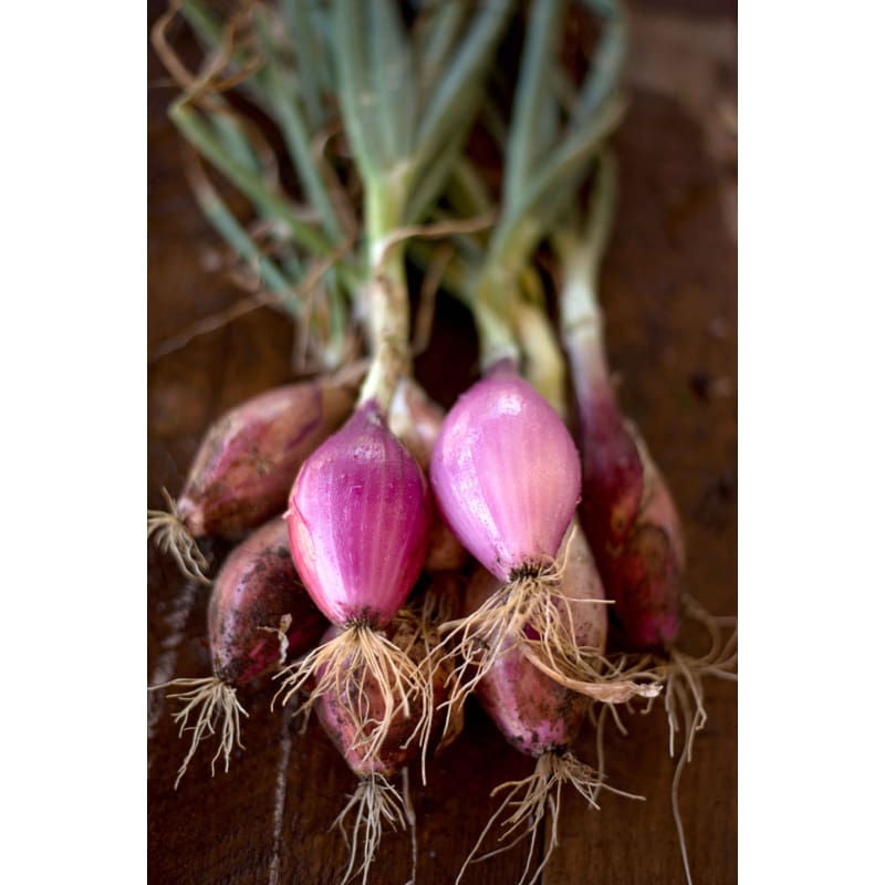 Red Long of Tropea Onion (Heirloom 90 Days) - Vegetables