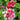 Red Pirouette Petunia - Flowers
