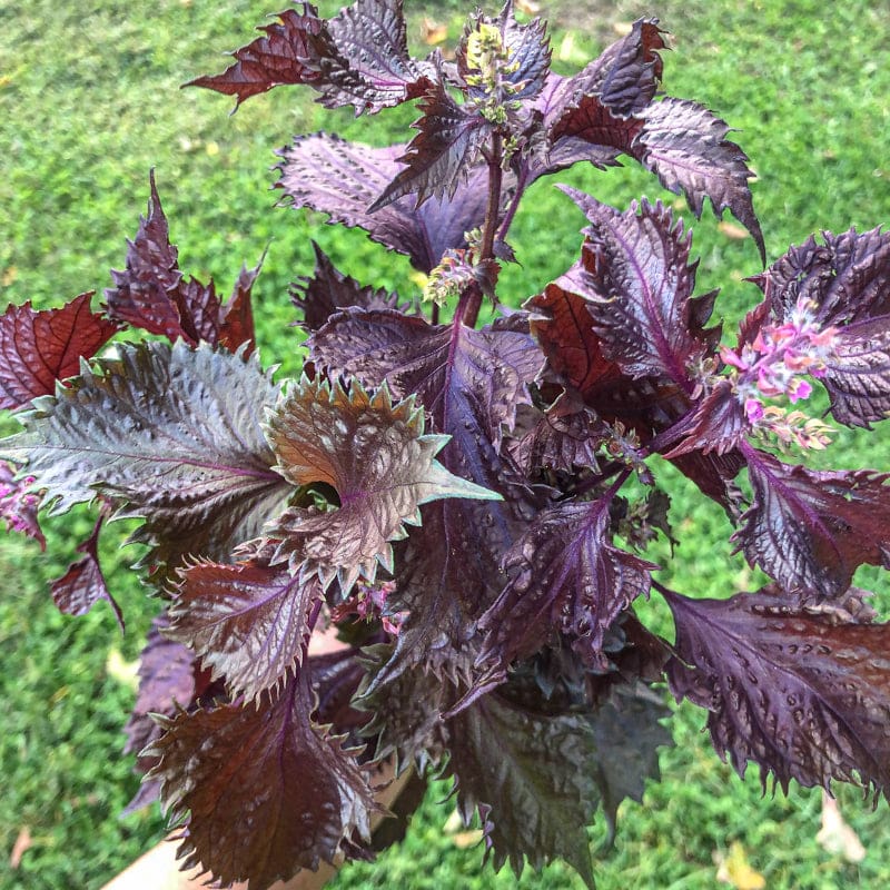 shiso plant indoors Shiso
