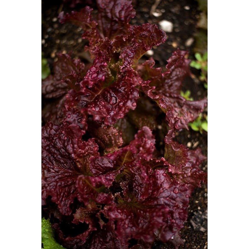 Red Velvet Lettuce (47 Days) - Vegetables