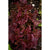 Red Velvet Lettuce (47 Days) - Vegetables