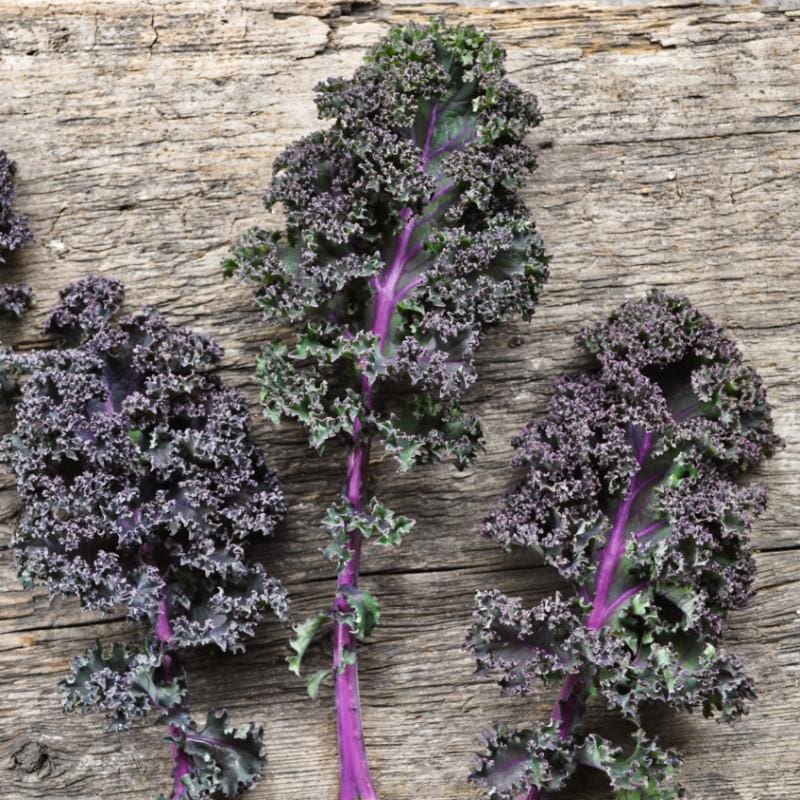 Redbor Kale (F1 Hybrid 55 Days) - Vegetables