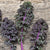 Redbor Kale (F1 Hybrid 55 Days) - Vegetables