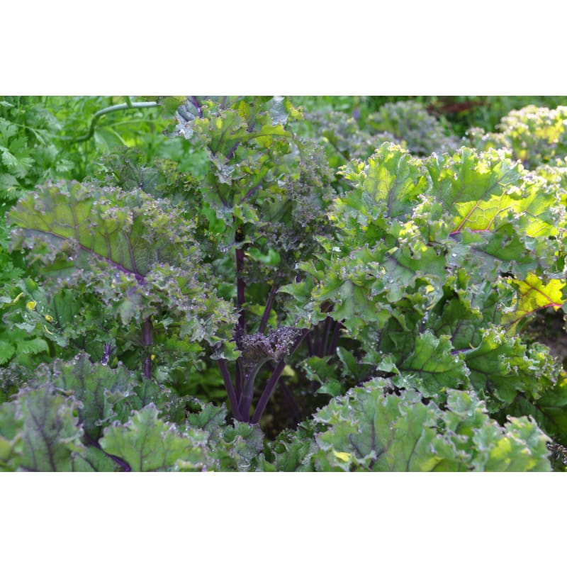 Redbor Kale (F1 Hybrid 55 Days) - Vegetables