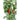 Redskin Pepper (F1 Hybrid 60 Days) - Vegetables