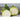 Ronde De Nice Summer Squash (Heirloom 50 Days) - Vegetables