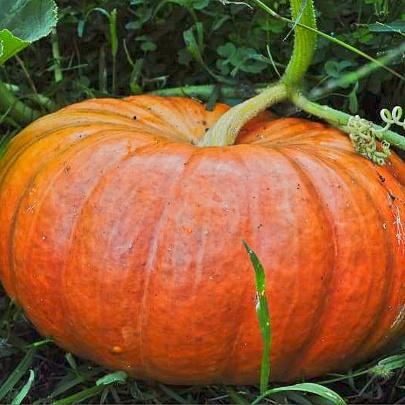 Rouge Vif D’Etampes Pumpkin (Heirloom 105 Days) - Vegetables