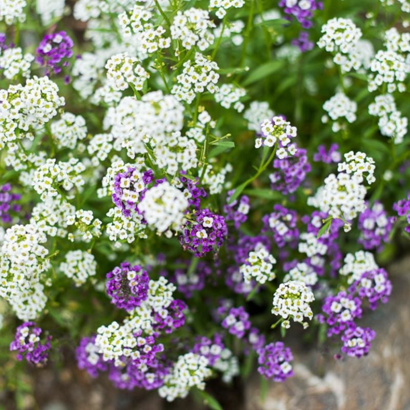 carpet flower seeds Royal Carpet Alyssum
