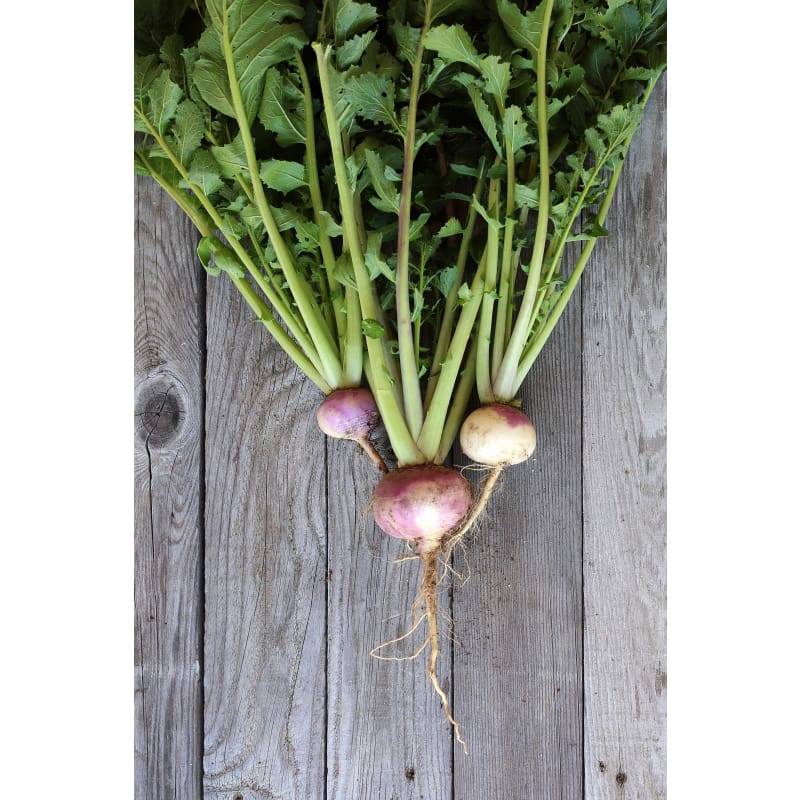 Royal Crown Turnip (F1 Hybrid 52 Days) - Vegetables