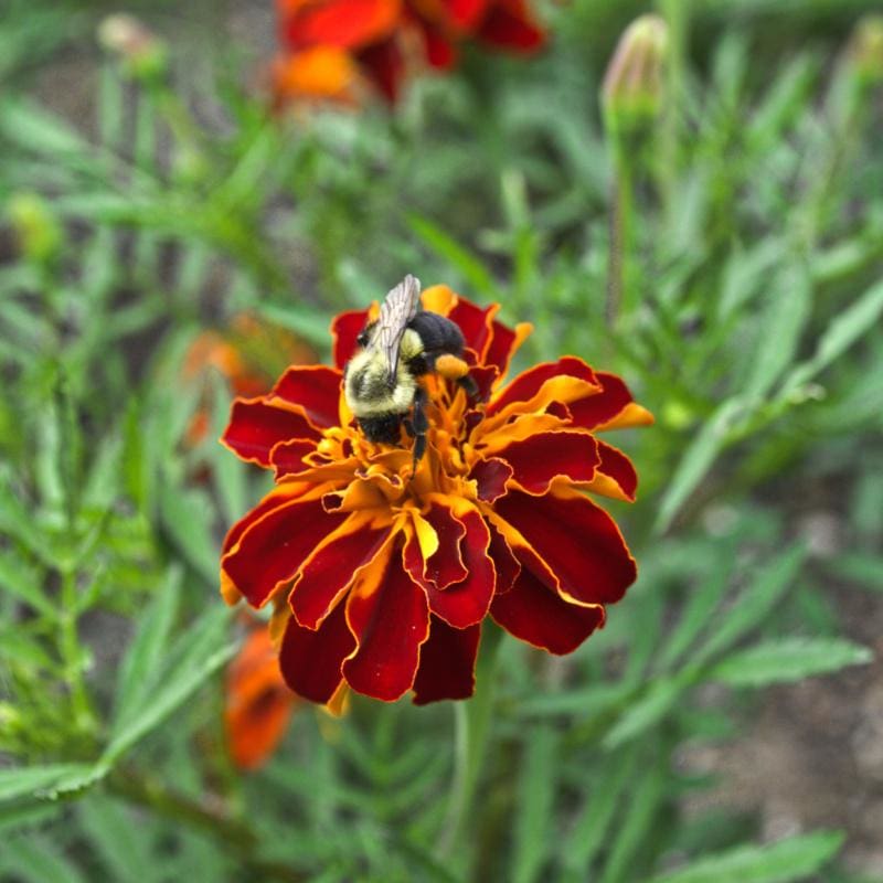 red marigold seeds Safari Red Marigold – Pinetree Garden Seeds