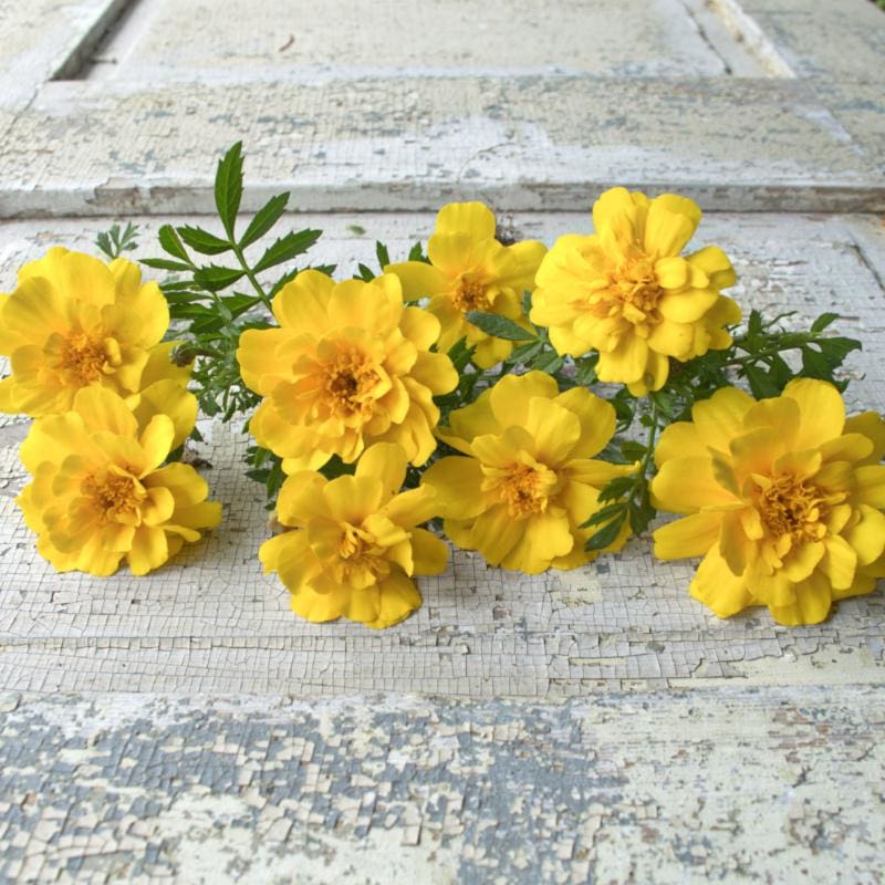 durango marigold seeds Safari Yellow Marigold – Pinetree Garden Seeds