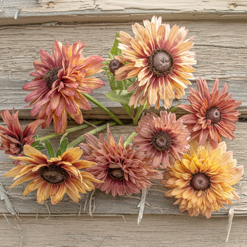 plant rudbeckia seeds Sahara Rudbeckia