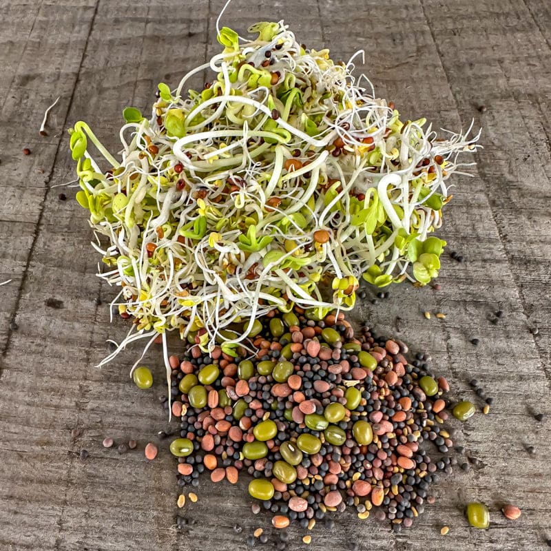vegetable garden seed mix Salad and Sandwich Mix Sprouting Seed (Organic)