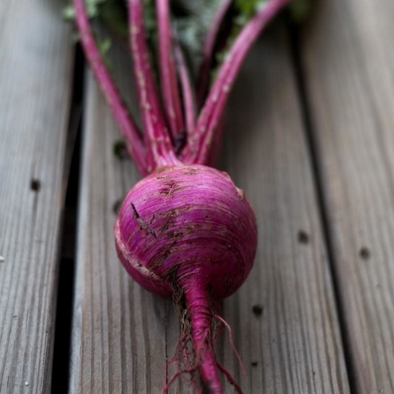 Scarlet Ohno Revival Turnip (Organic 50 Days) - Vegetables