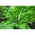Sea Foam Swiss Chard (53 Days) - Vegetables