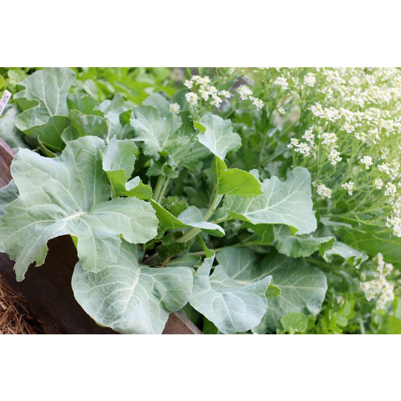 Sea Kale - Vegetables