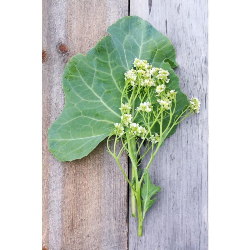 Sea Kale - Vegetables