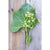 Sea Kale - Vegetables