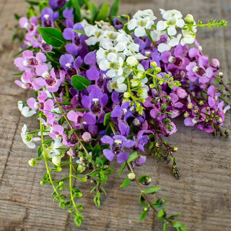 angelonia flower seeds Serena Mix Angelonia