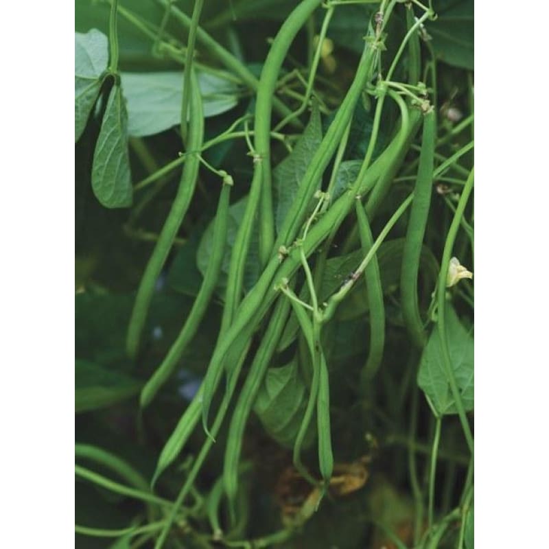 Serengeti Bush Bean (55 Days) - Vegetables