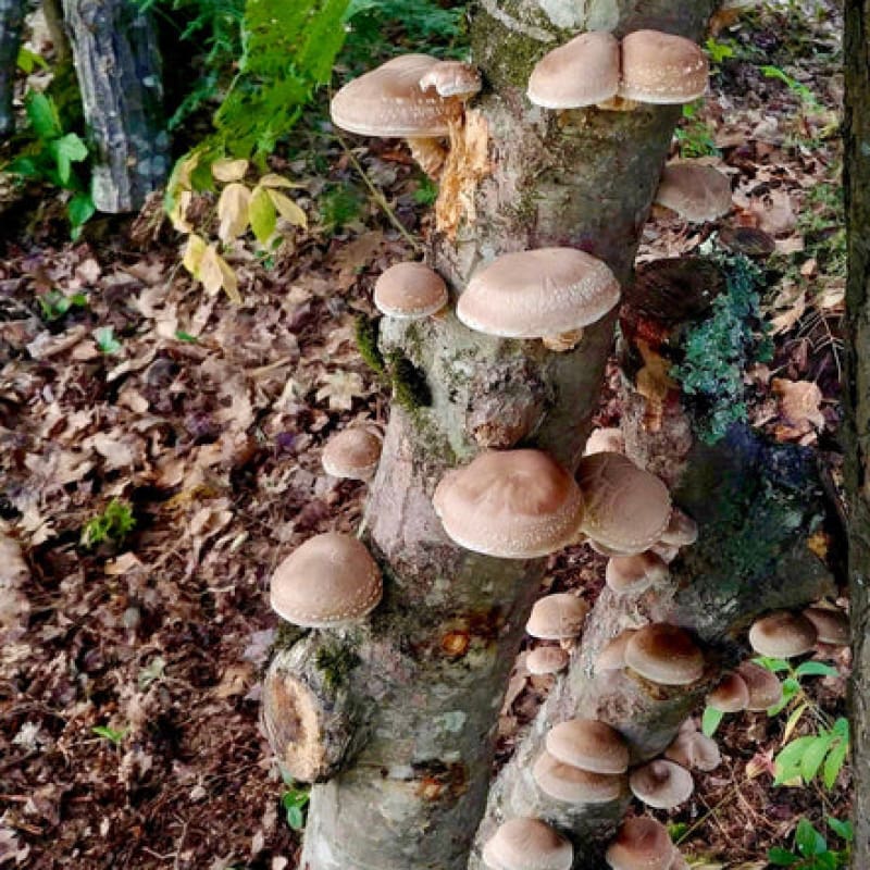 Shiitake Mushroom Outdoor Log Growing Kit - Mushrooms