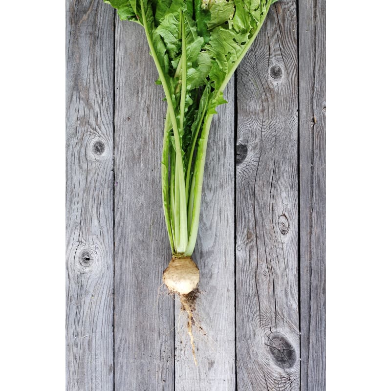 Shogoin Turnip (30 Days) - Vegetables