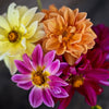Showpiece Mixture Dahlia - Flowers