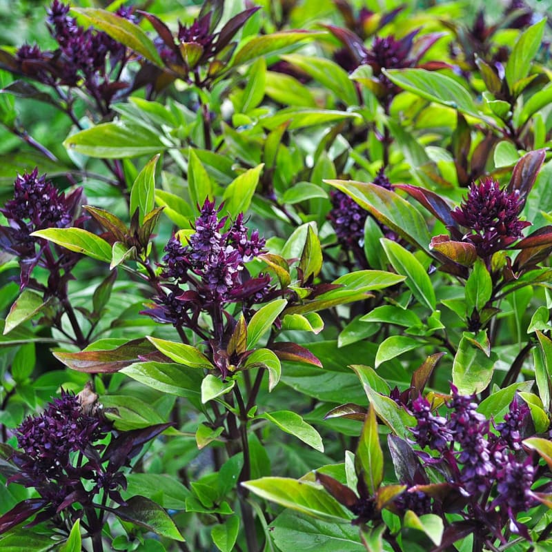 thai garden seeds Siam Queen Thai Basil Seeds Siam Queen Thai Basil (1/4 Oz)